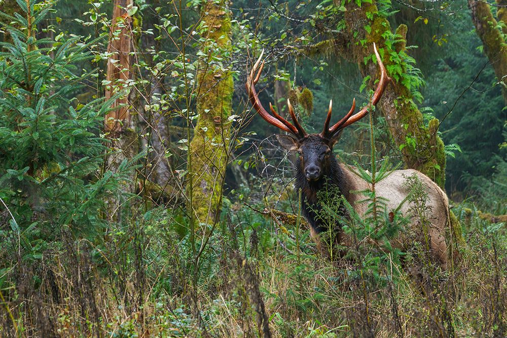 Roosevelt bull elk-Pacific Northwest rainforest